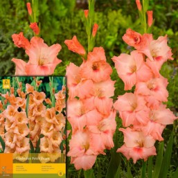10 Gladiolus Peter Pears 12/14