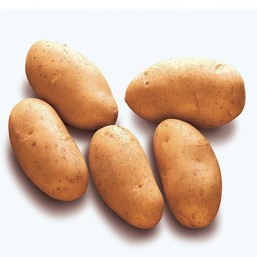 Variété Spunta