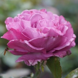 Rosier Bossuet A. Meaux