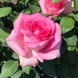 Rosier Altamoda