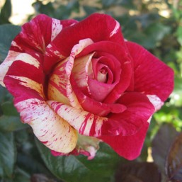 Rosier Broceliande