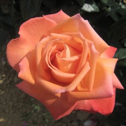 Rosier Eclat de HB