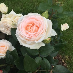 Rosier Gruaud la Rose