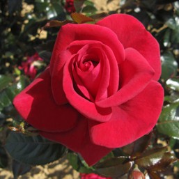 Rosier le Grand Huit