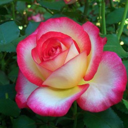Rosier Leo Ferre
