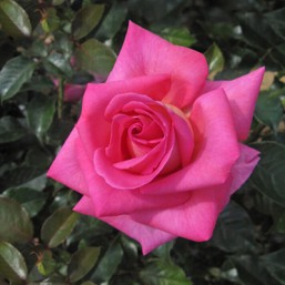 Rosier Parfum Royal