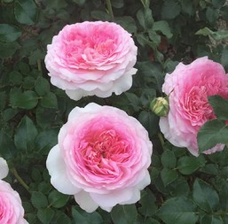 Rosier Ragazza