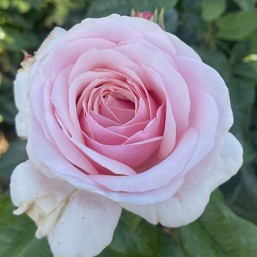 Rosier Gilles de Brissac