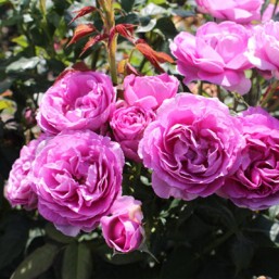 Rosier Catherine de M.