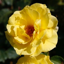 Rosier Friesia