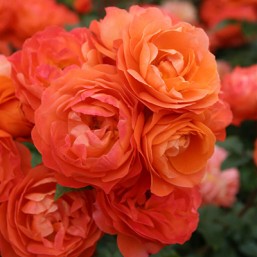 Rosier Phoenix