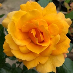 Rosier Françoise de B.