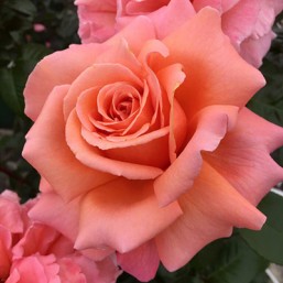 Rosier Parfum de Loire