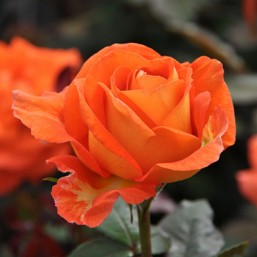 Rosier Terra Botanica