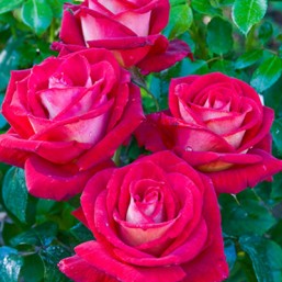 Rosier Bicolette