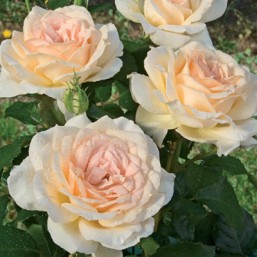 Rosier Sweet Love