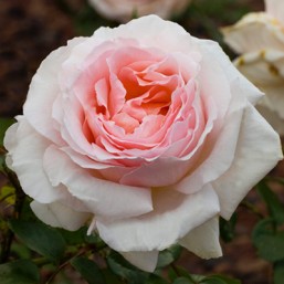 Rosier André Lenotre