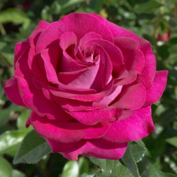 Rosier Belles Rives