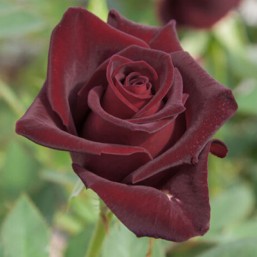 Rosier Black Baccara
