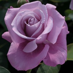 Rosier Charles de Gaules
