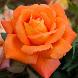 Rosier Louis de Funès