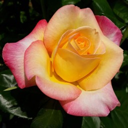 Rosier Oriental Peace