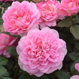 Rosier Borneo Odore
