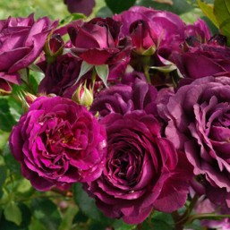 Rosier Purple Eden