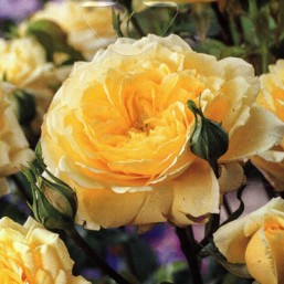Rosier Golden Delight