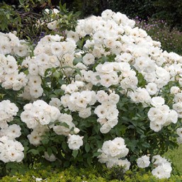 Rosier Iceberg