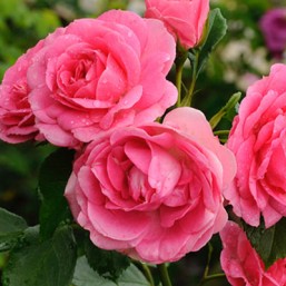 Rosier Sylvie Vartan