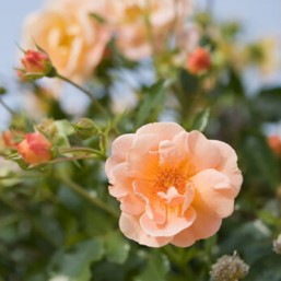 Rosier Calizia