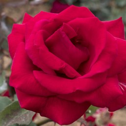Rosier Ena Harkness