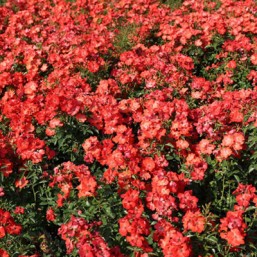Rosier Isalia