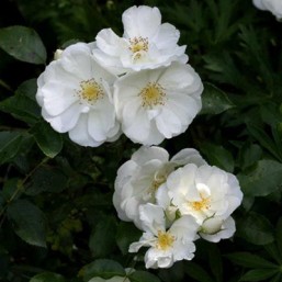 Rosier Opalia