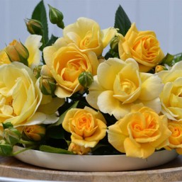 Rosier Soleya