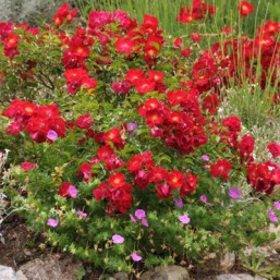 Rosier Vesuvia