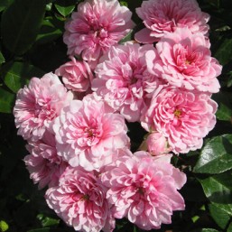 Rosier Petit Bonheur