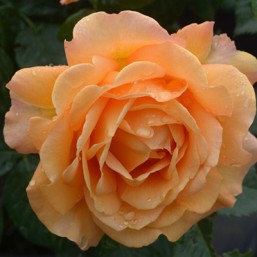 Rosier Disting'O
