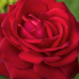 Rosier Karl Herbst