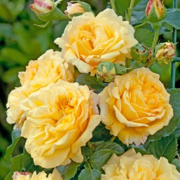 Rosier Bellagio