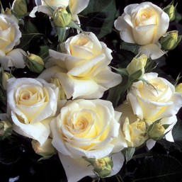 Rosier Valse des Neiges