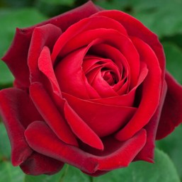 Rosier Edith Piaf