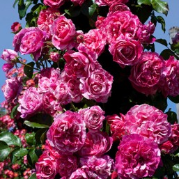 Rosier Ines Sastre