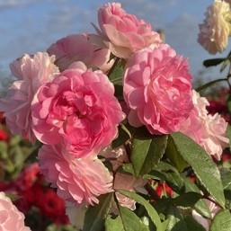 Rosier Belle de Sardaigne