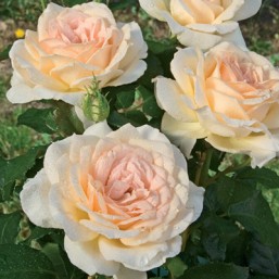 Rosier Sweet Love