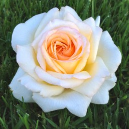 Rosier Anastasia