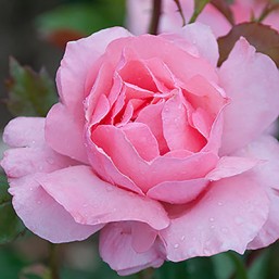 Rosier Queen Elisabeth