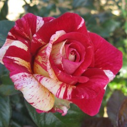 Rosier Broceliande