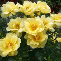 Rosier Suneva